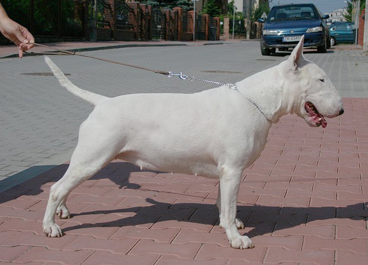 CH. Dutch dynamite at era teriera bull position