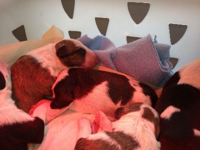 All Screw-Up - 3 chiots disponibles ! 