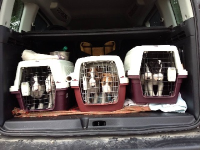 All Screw-Up - Test de l'audition des chiots